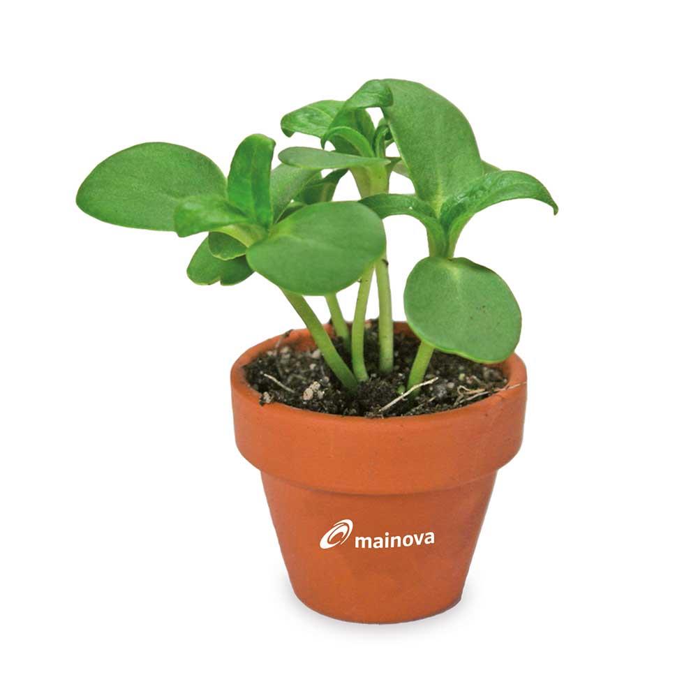 Tont�pfchen-Blume mit Samen - Ostern -
